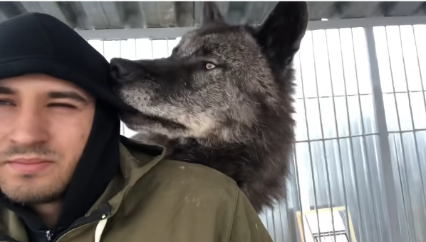 фото с канала Андрея, приручившего исполинского волка. Канал называется Black Canadian Wolf