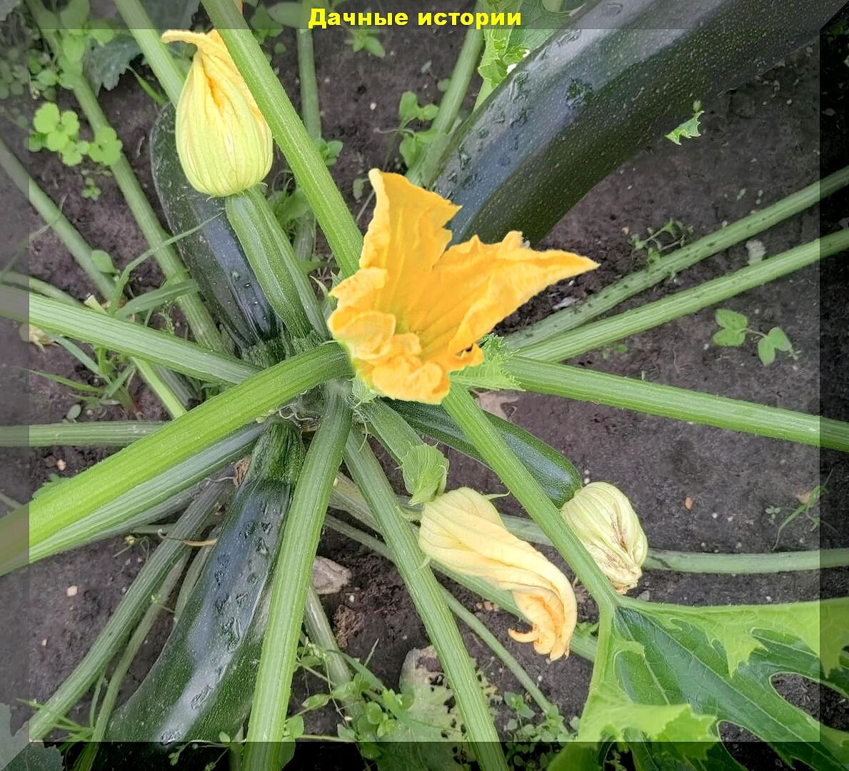 кабачки цукини семена лучшие сорта. кабачки барчук f1. гибрид кавили кабачок. кабачок цукини описание сорта. семена кабачок кавили f1.