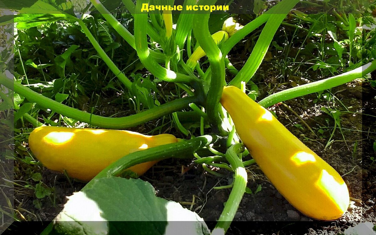 https://vk.com/photo-159774511_457264235. Кабачок "Ананасный"