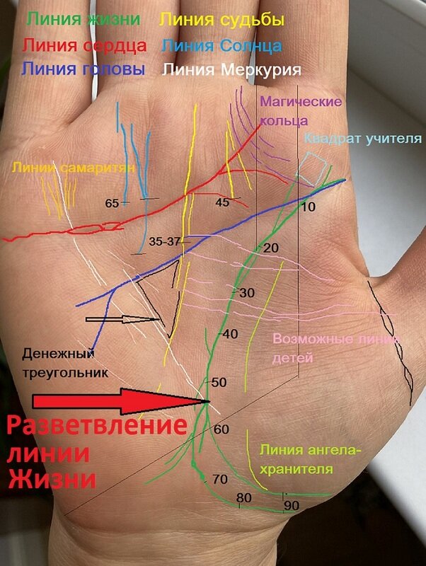 хиромантия линия жизни короткая — 16 рекомендаций на франшиза-чистаяпольза.рф