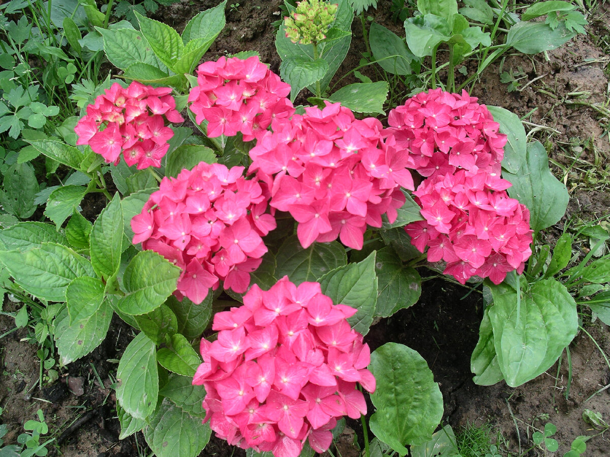Крупнолистная гортензия в моем саду