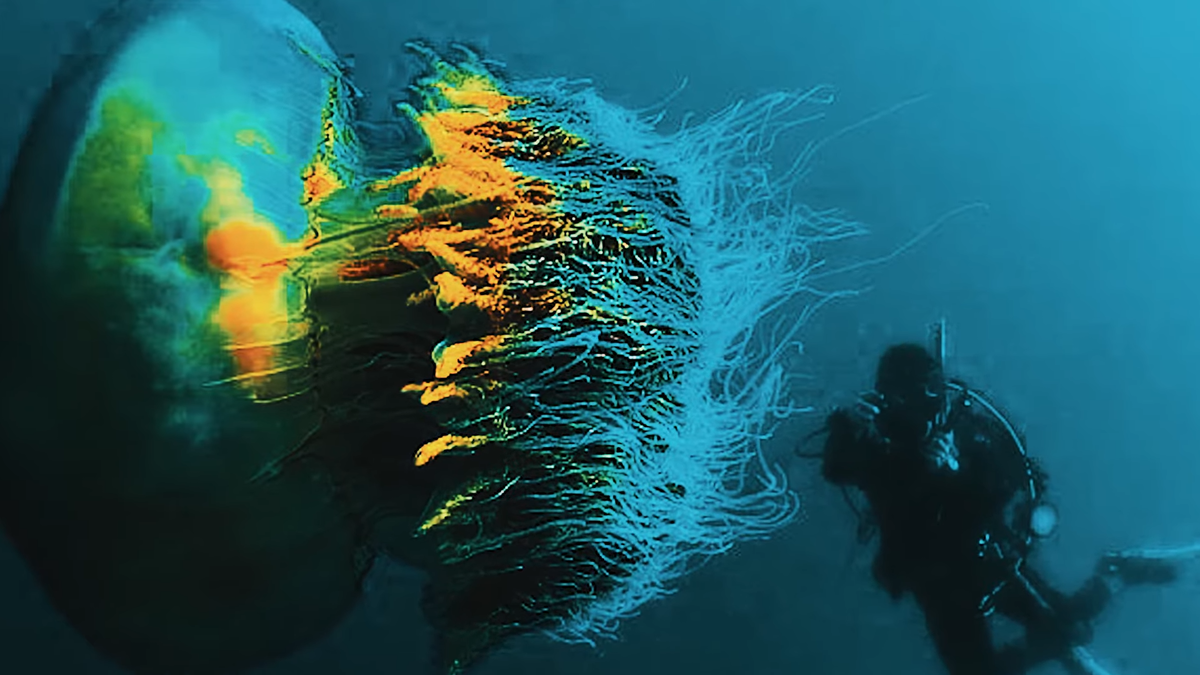 Это гигантское студенистое существо, напоминающее огромный оранжевый зонтик, обитает в суровых холодных водах Северного Ледовитого океана. 