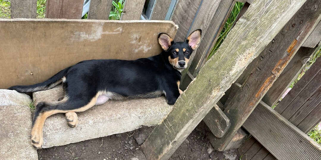 В Московском приюте живет собачка меньше спаниеля. Вешается на каждого гостя как обезьянка(ДОМА!!!)