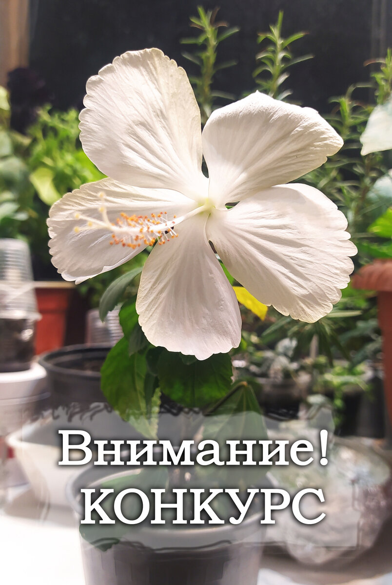 Гибискус Белый лебедь пока не участвует в конкурсе, но найду для вас несколько интересных экземпляров других растений))