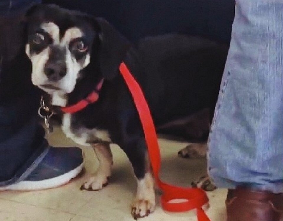 Пёс точно знал, что происходит