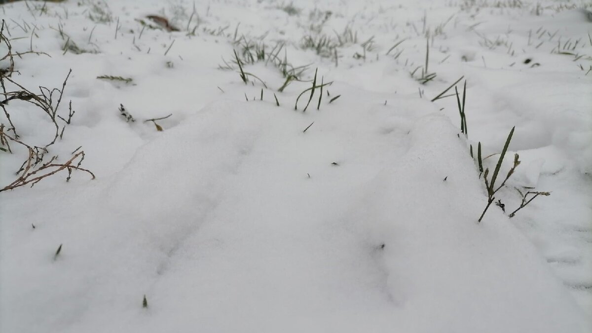    В Курской области похолодает до -13 градусов