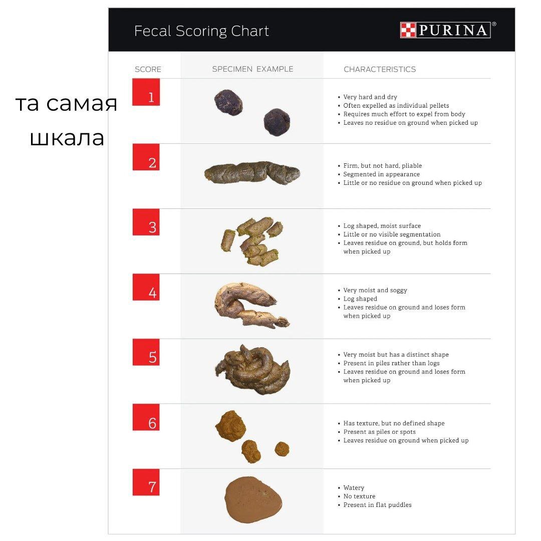 Бристольская шкала. Правильный перевод на русский язык, подъедет позже.