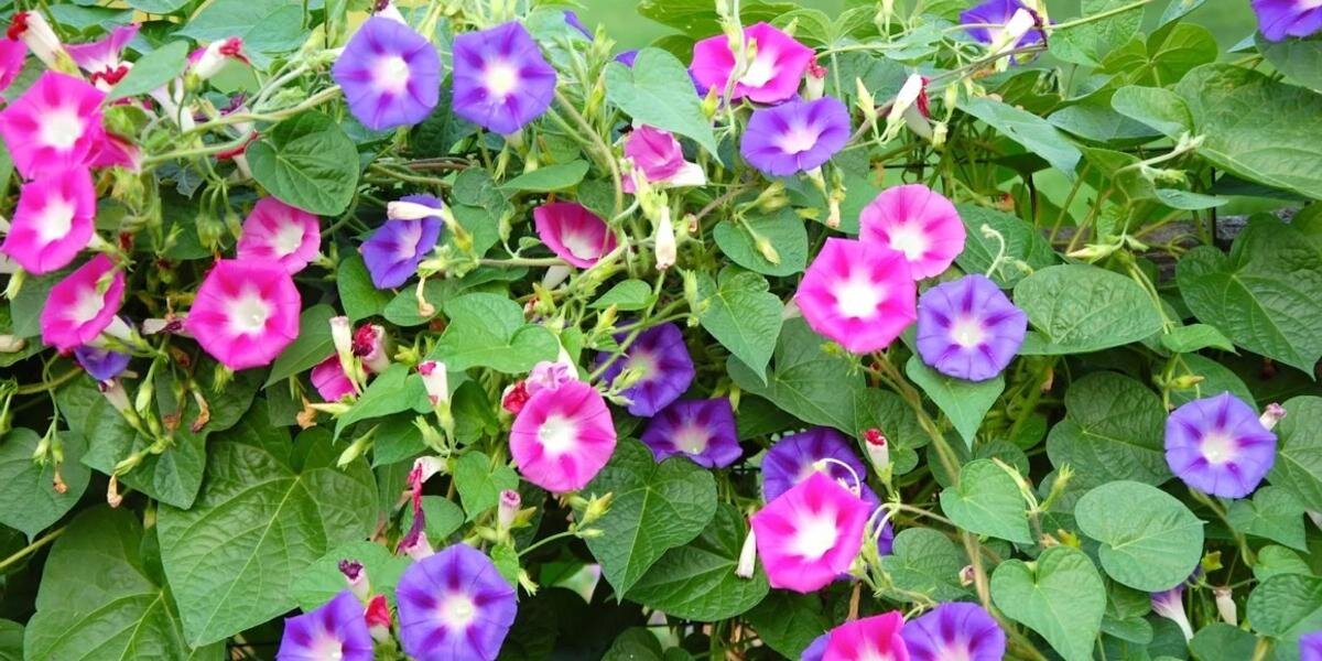 растения запрещенные к выращиванию. букет первоклассника. какие цветы запретили в 2024 году. букет цветов на 1 сентября для мальчиков. запрещённые растения в россии.