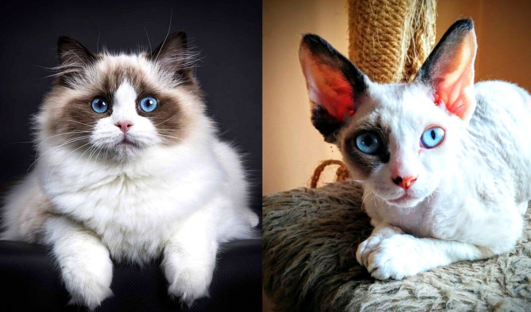 Рэгдоллы и девон-рексы – породы, не умеющие мурлыкать
