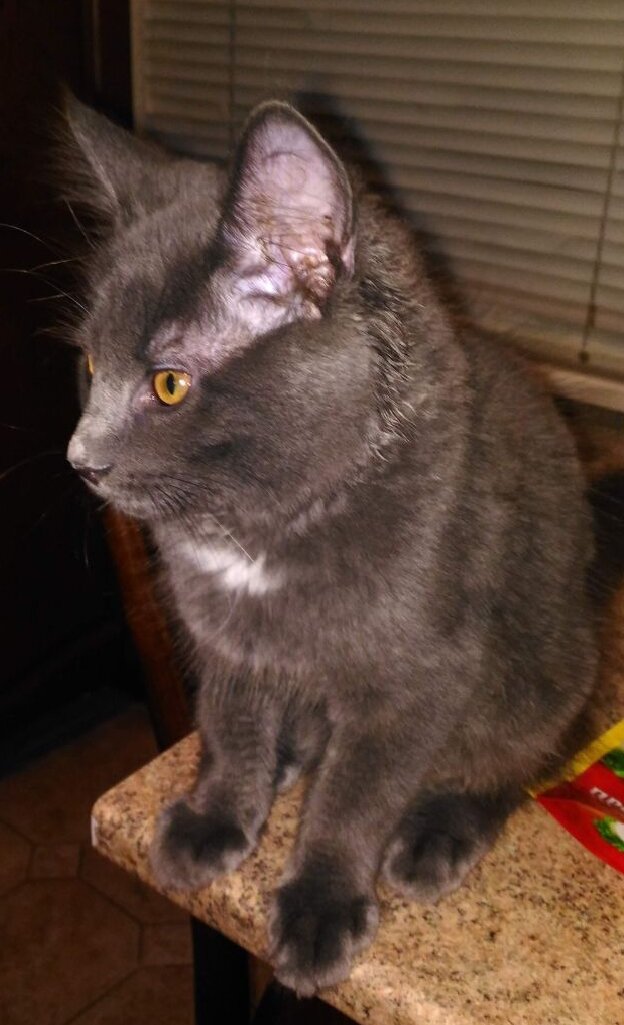 Маленький кунчик.