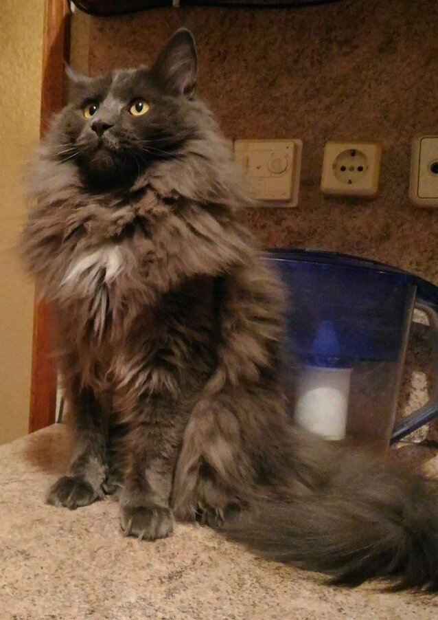 Какой серьёзный кунчик!