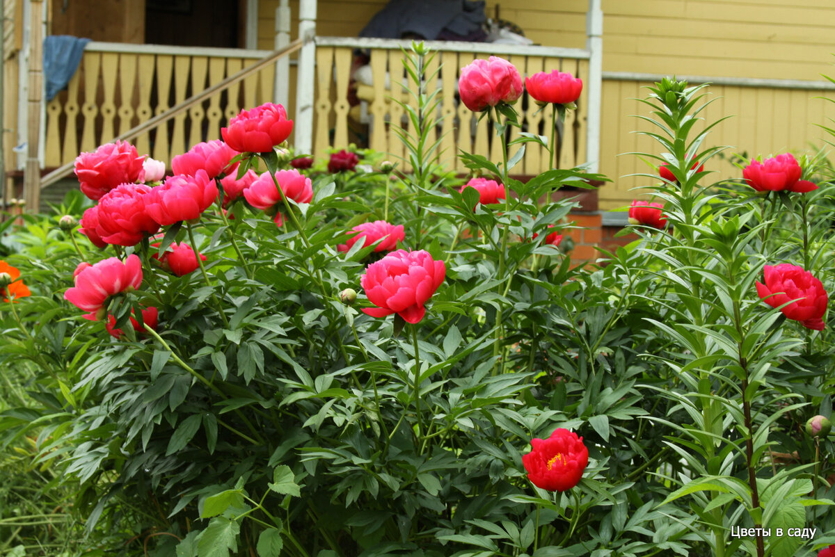 Вот он аленький цветочек - "Эллен Каули", который рос на повторое дорожки от кухни к дому в 15 метрах от забора, через который его умудрялись заметить гуляющие соседи