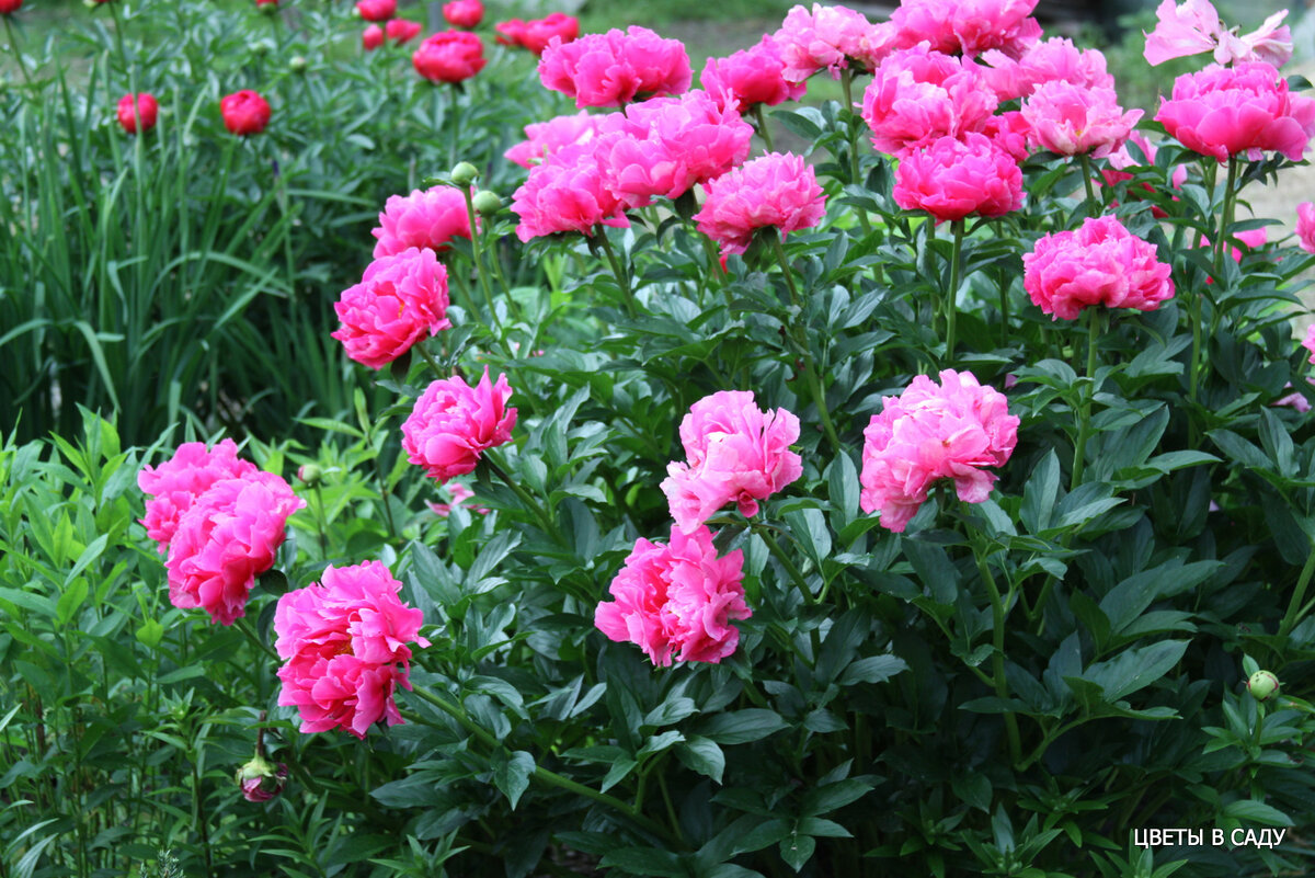 Как быстро растет пион. Пионы как сажать и ухаживать. Как быстро растет пион. Как быстро растет пион. Пионы в огороде.
