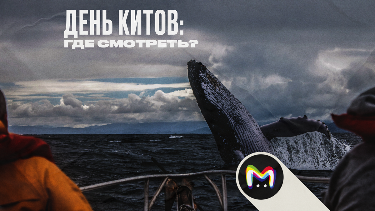 Всемирный день защиты морских млекопитающих: где увидеть китов в России?