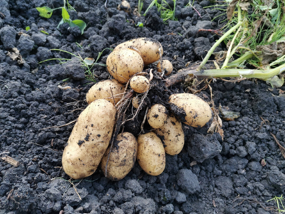 выращивание картофеля – один из важнейших этапов в сельском хозяйстве