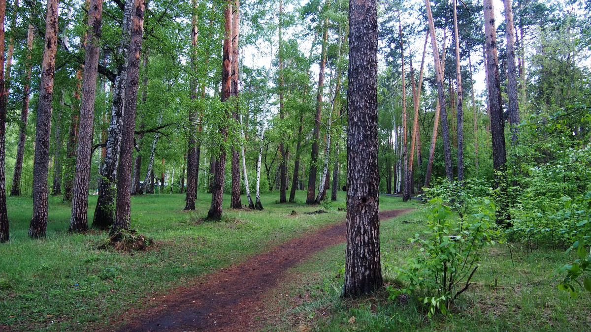 Роща Звездочка. Фото из открытых источников  Яндекс.Картинки