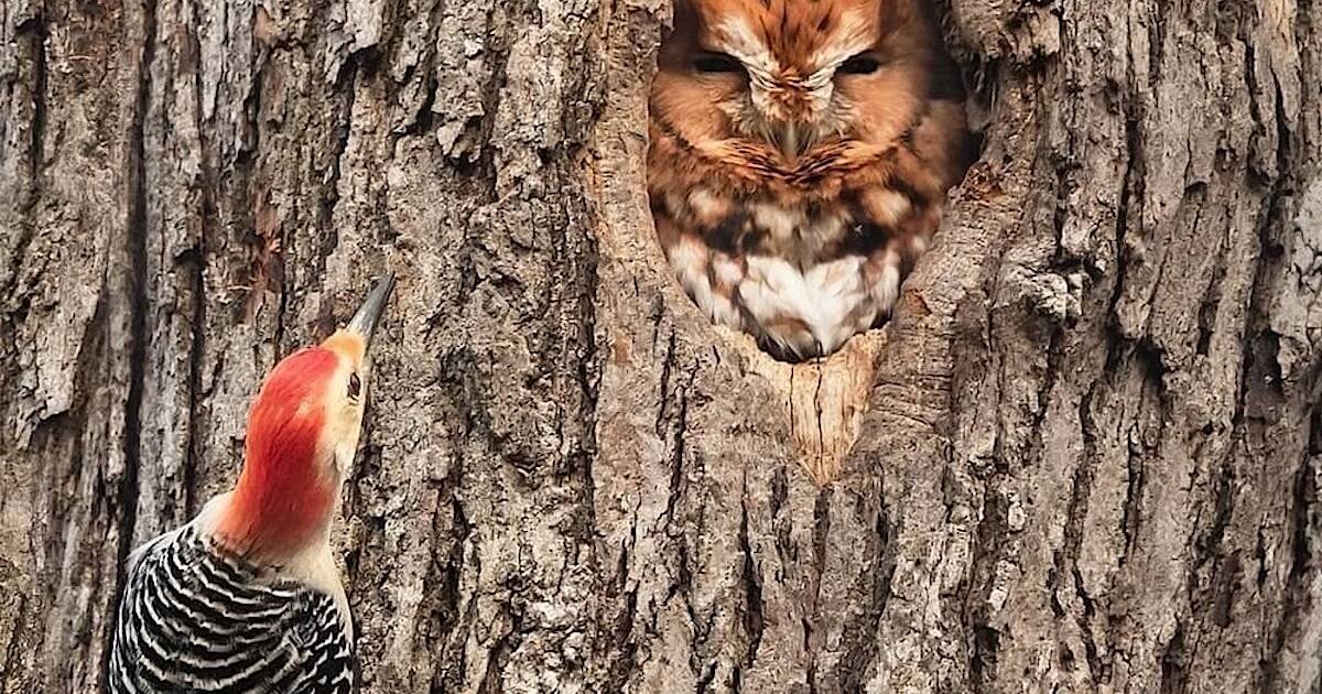 Эй, сова, ты точно мне не кажешься? Или кажешься, но совсем не то? А, сова?