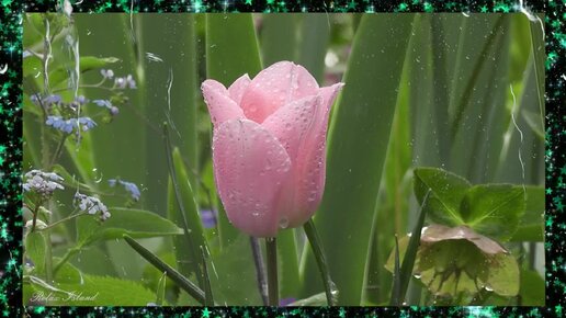 Музыка шум леса и птиц. Музыка шум леса и птиц. Звуки леса. Звуки природы картинки. Птицы леса.