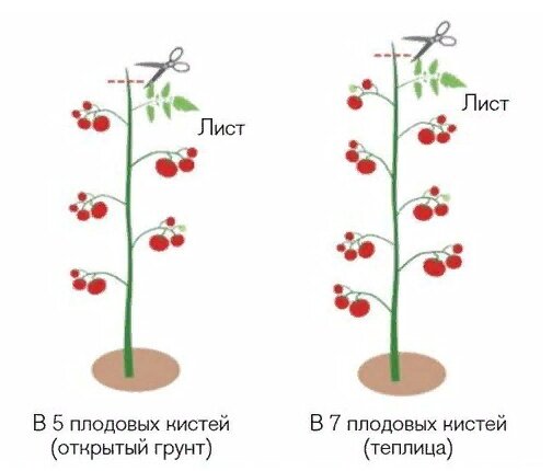 Схема формирования детерминантных томатов. Схема пасынкования помидоров. Как правильно пасынковать помидоры. Пасынковать помидоры правильно. Пасынкование индетерминантных томатов.
