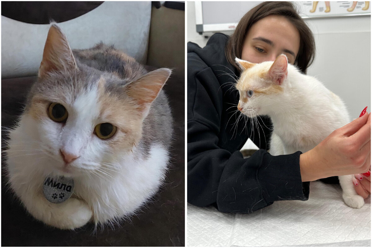 Слева Мила, справа Снежка 