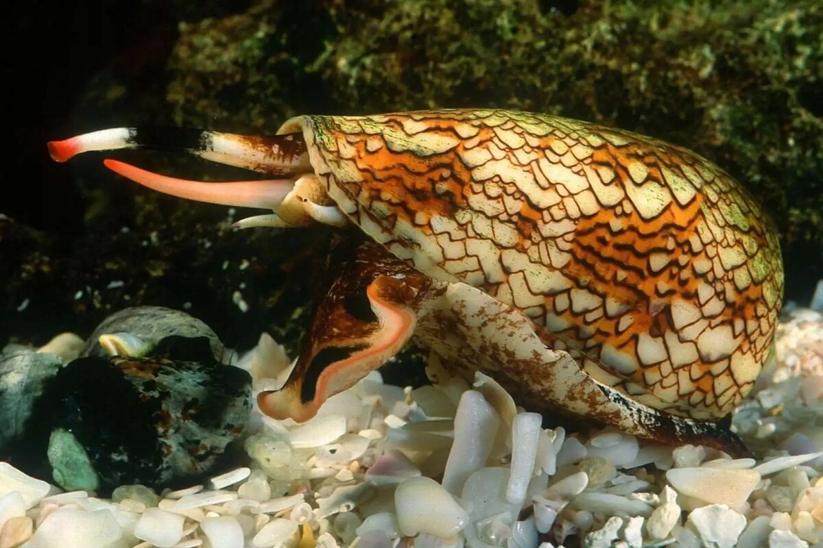 Шарм ежик серебро на карабине. Шарм моментс пандора. Шарм я не прощу. Шарм я не прощу. Шарм я люблю мексику.