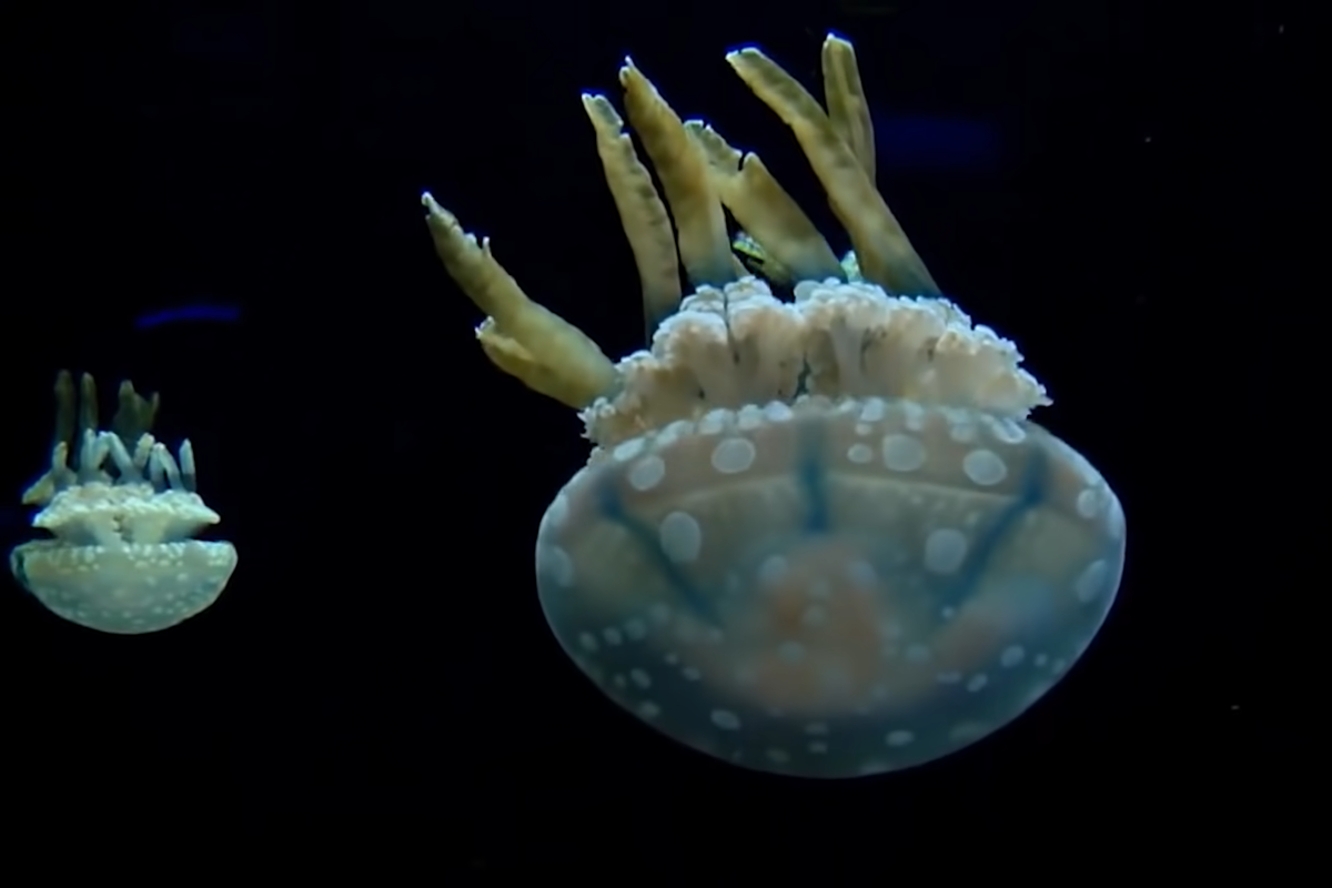 пляж фарша шарм-эль-шейх. шарм-эш-шейх. шармаль-шейх отели. погода египет февраль 2024 шарм эль шейх. эль салам дахаб.