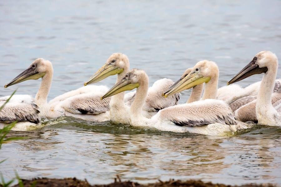 Птенцы пеликанов 