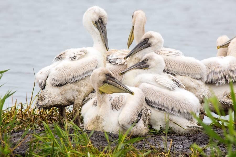 Молодые пеликаны кудрявые на озере Тенис