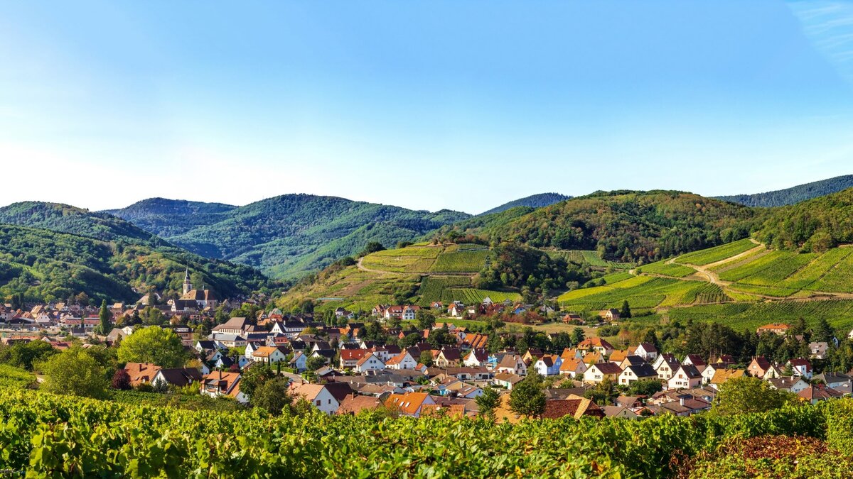 Где-то в Эльзасе. Источник фото: wine-searcher.com