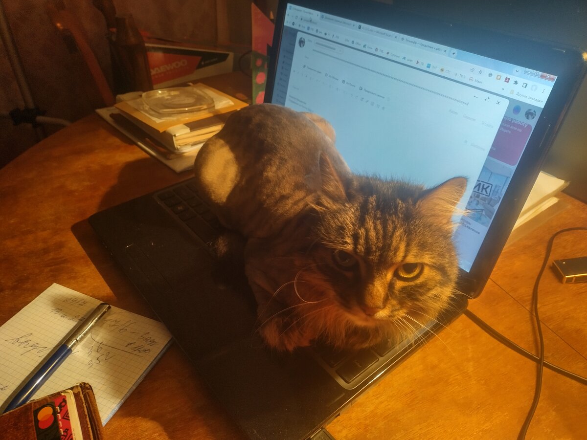 Ну что, работать будешь? Я тебе не мешаю? Фото: Кошка Масяня, верная помощница