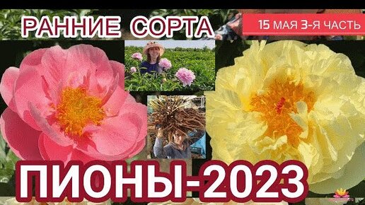 Цветение пионов 15 мая 2023 года / Сад Ворошиловой