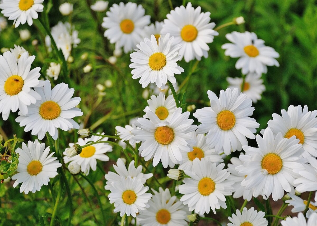  🌼Ромашка не только помогает бороться со стрессом, но еще:  ▫️оказывает противовоспалительное действие  ▫️снимает спазмы ▫️повышает секрецию пищеварительных желез ▫️уменьшает процессы брожения в...