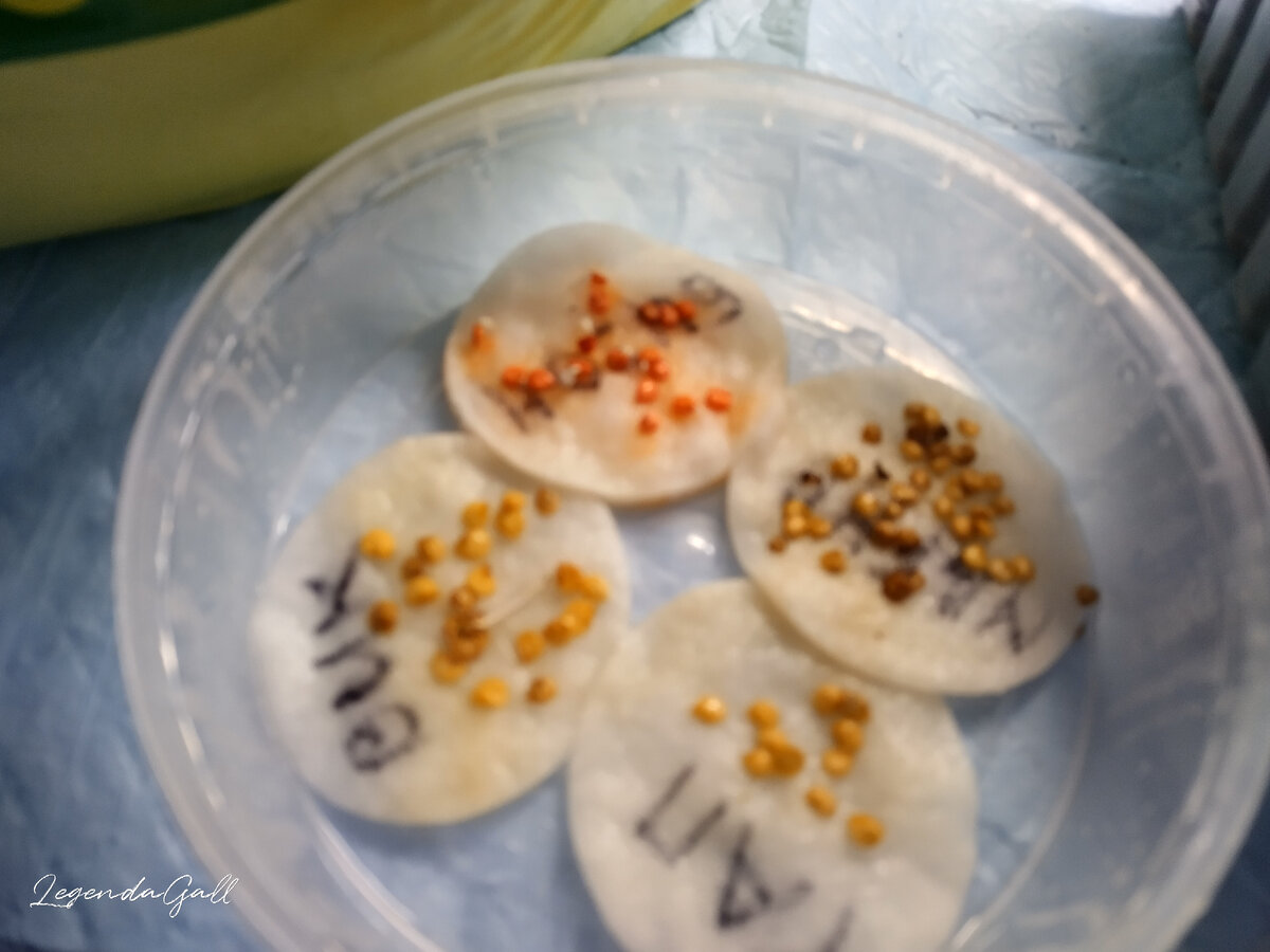 Мутно опять, но видно, что оранжевые семена хвостики выпустили