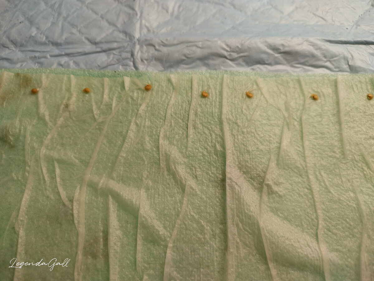 Помидоры тоже проклюнулись