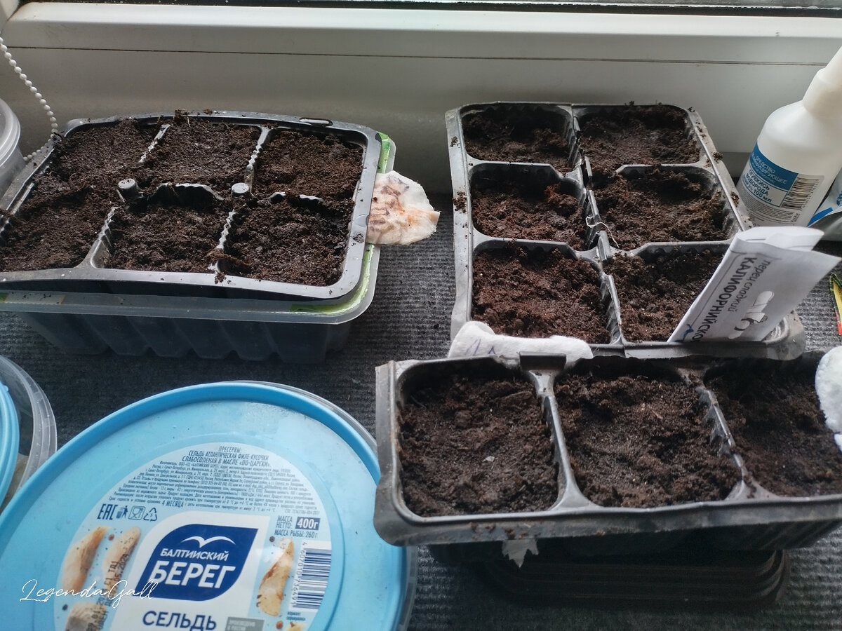 Я их по ячейкам рассадила. Ну и еще пару сортов сухими семенами тоже в ячейки высадила