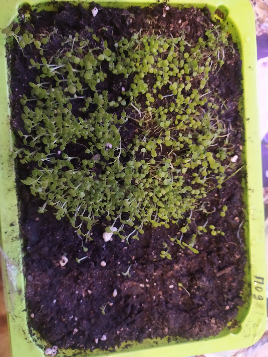 Петуния в лотке