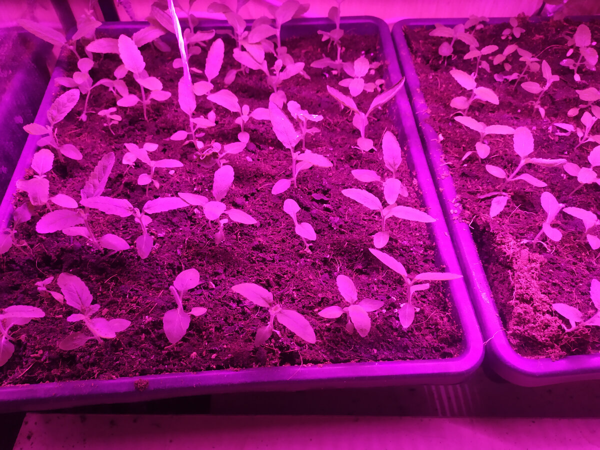 Моя вербена в таких ящиках