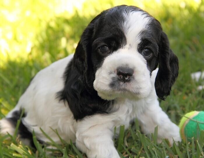 щенок спаниеля