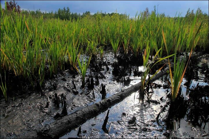Какие виды животных и растений сигнализируют о состоянии природы ...