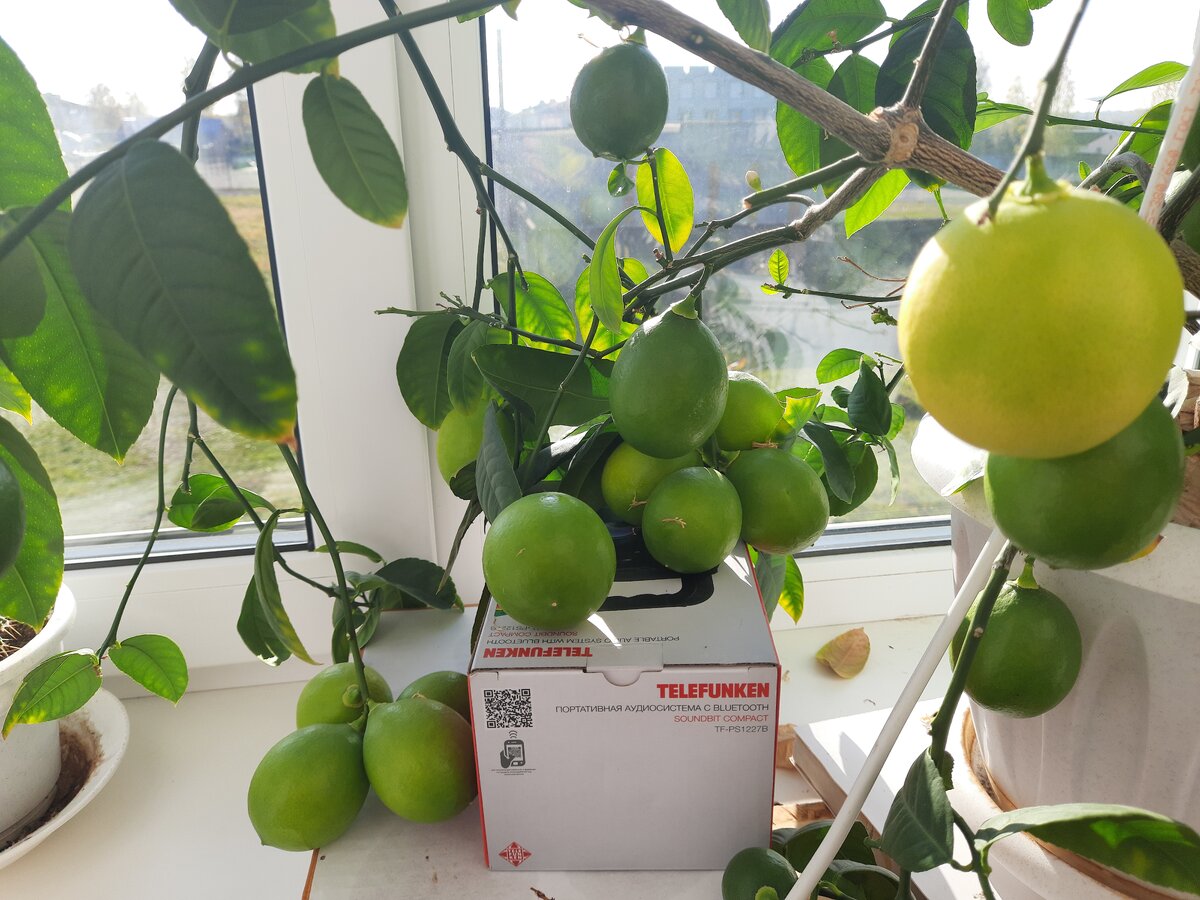 Состав лимона. Лимонный сок 20 грамм в ложках. Доли апельсина. Карбоновые кислоты лимонная. Лимонная кислота.