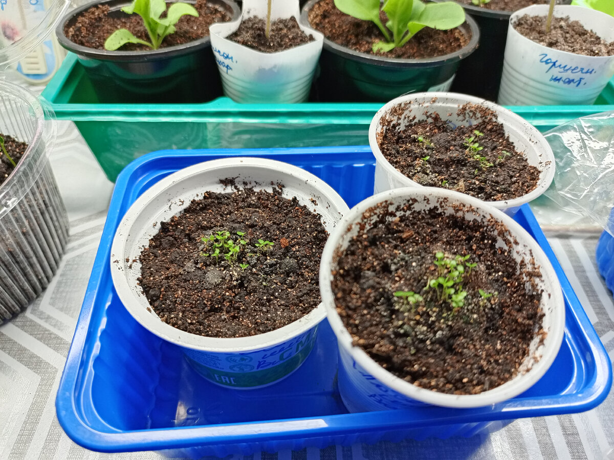 Лобелия Император Вильям