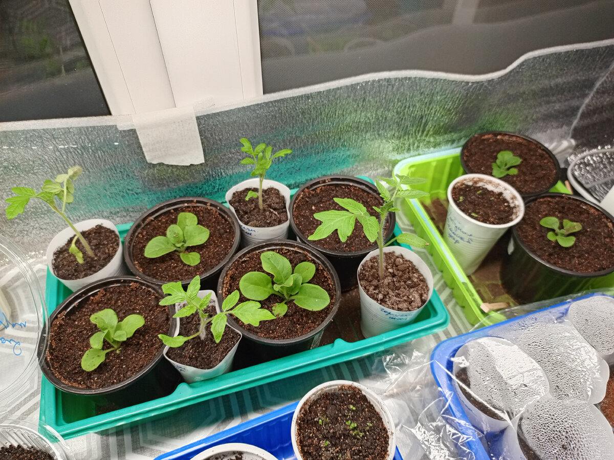 Петуния вперемешку с томатом комнатным)