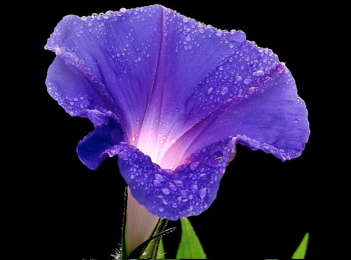    Турбина щитковидная (cc) Fg2