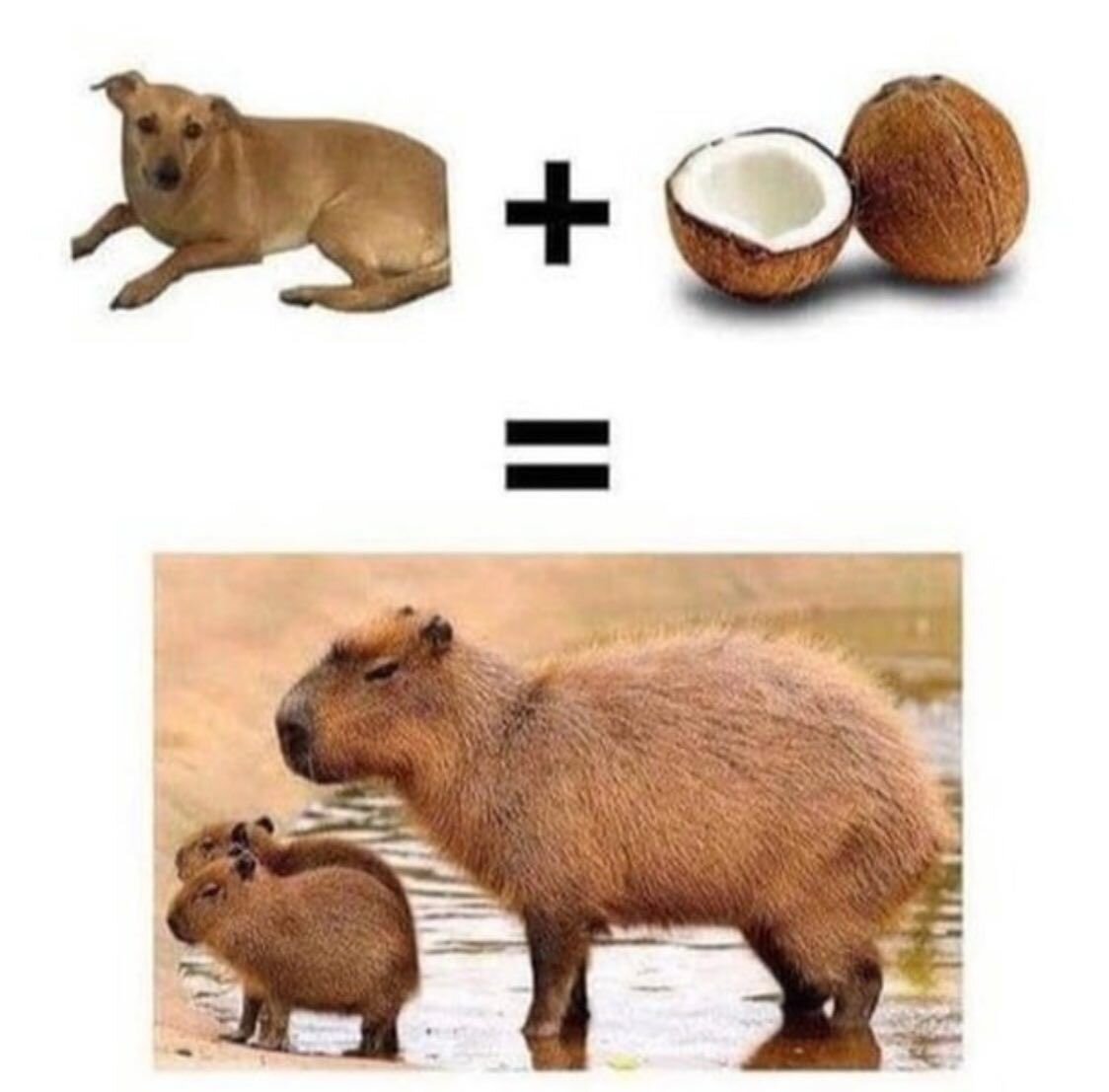 Капибара. Водосвинка капибара. Рыжая капибара. Капибара в космосе. Капибара и медведь.