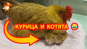 Курица греет Котят пока мама Кошка ушла по делам 🤗 Взаимная забота домашних питомцев 😍😘😮