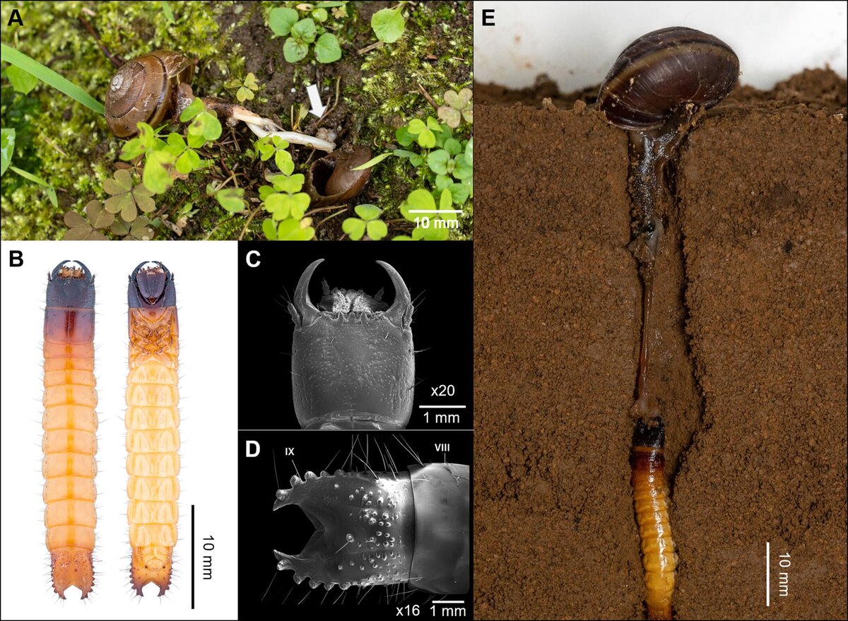   Nozomu Sato et al. / Ecology, 2024