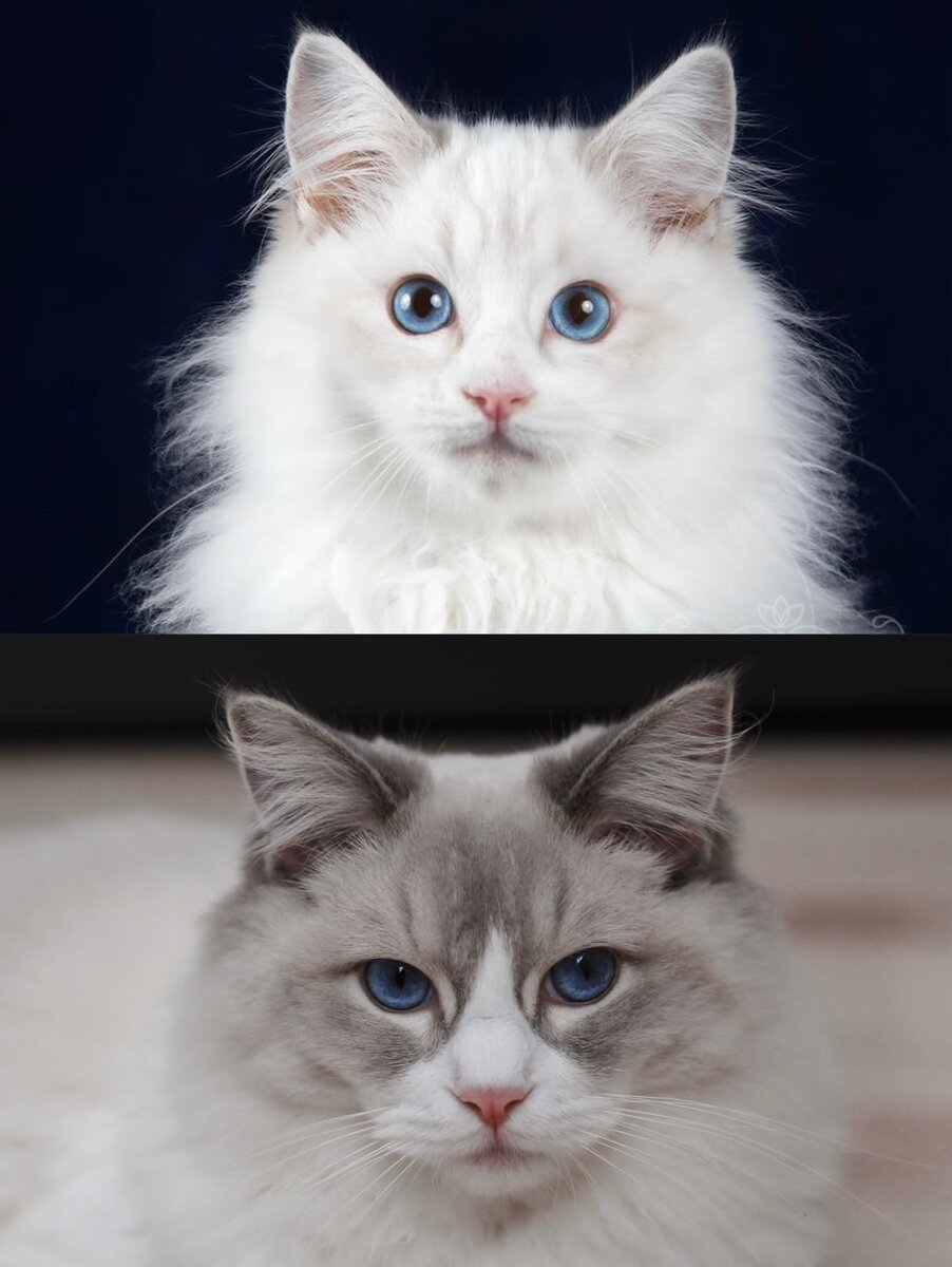 Котенок рэгдолл Ostap Valley Tuberose в 3 мес и в годик