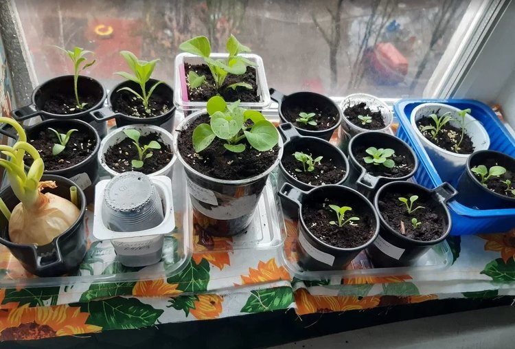    Профилактика черной ножки у рассады – 7 важных советов