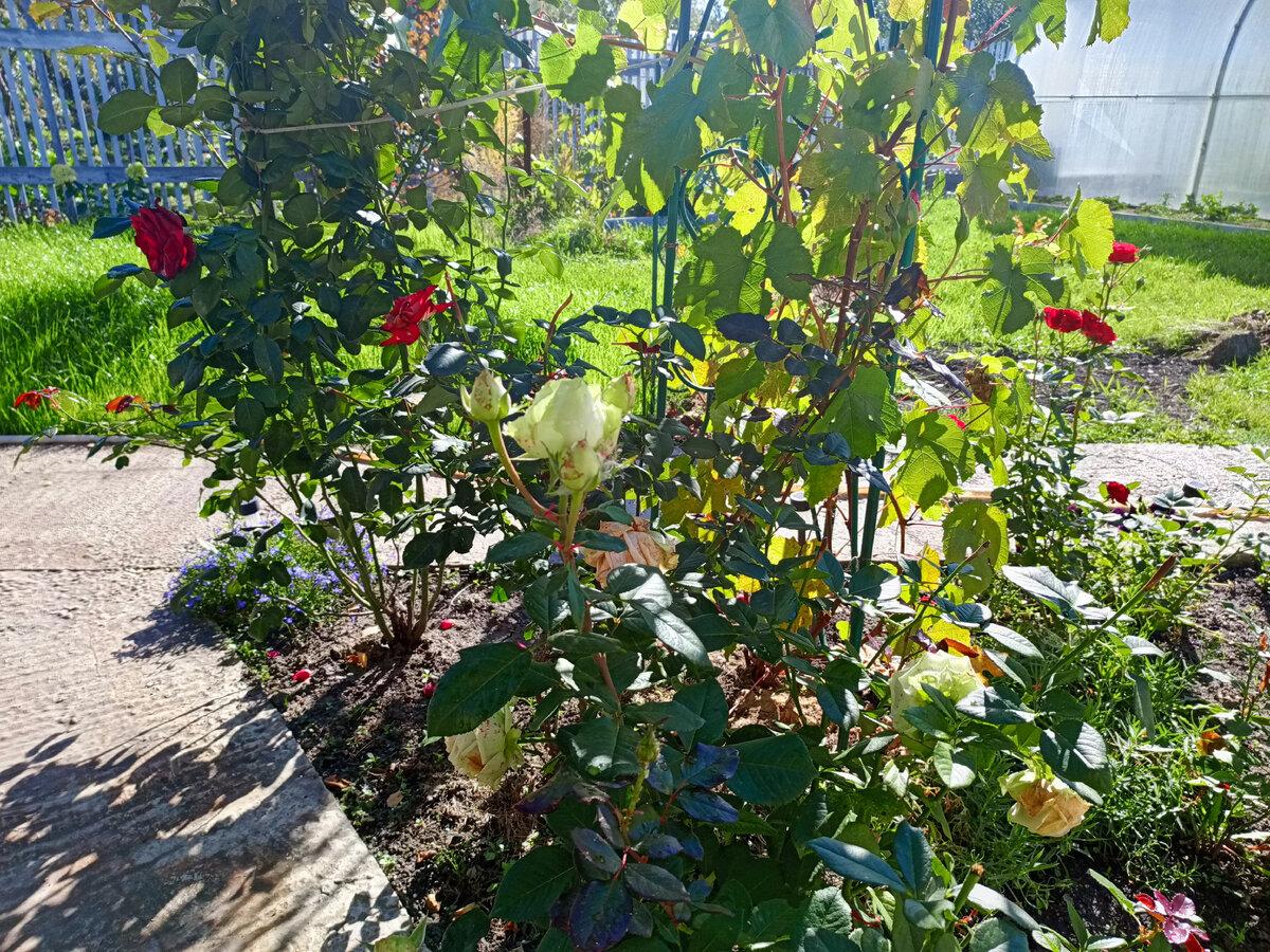 Из Светофора