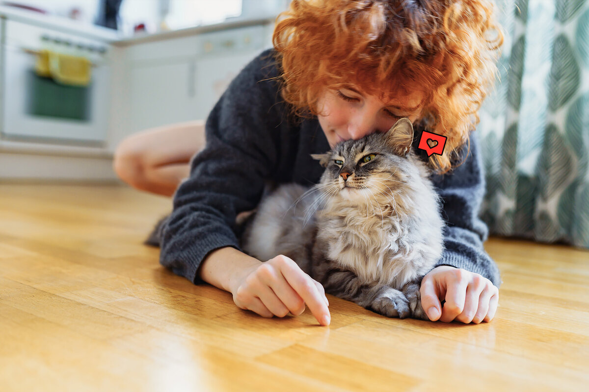     10 самых ласковых пород кошек, которые найдут общий язык со всеми членами семьи